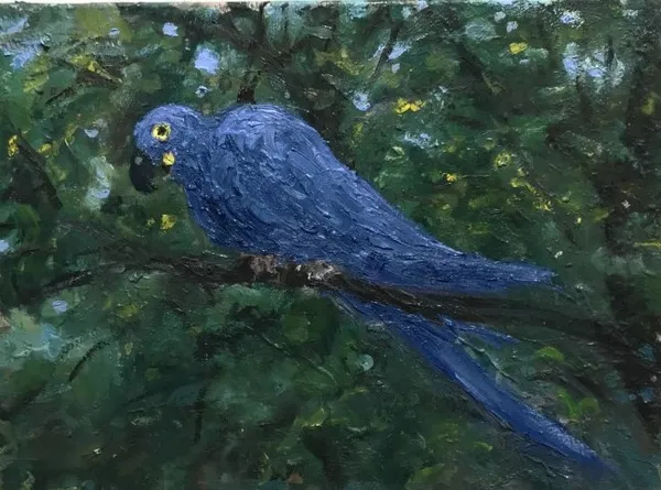 Henry Kondracki RSA, Blue Parrot