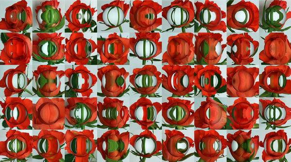 Jim Pattison RSA, Rosa Chinensis