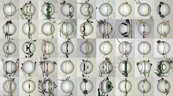 Jim Pattison RSA, Garden (13)