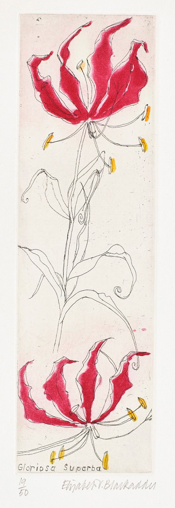 Elizabeth Blackadder RSA, Gloriosa Superba, 2010