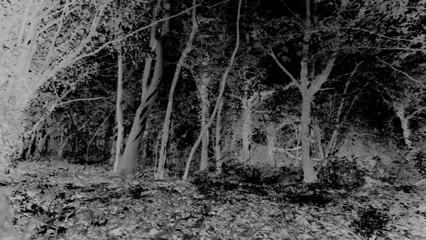 Eric Fong Apparitions, 2024 4K digital video 06:28 mins