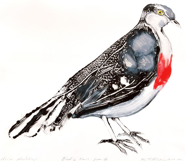 Stuart Mackenzie RSA Avian Morphology Dove Hybrids: Bleeding Heart Dove 2 Oil on Zerkall handmade paper 43.5 x 39 cm