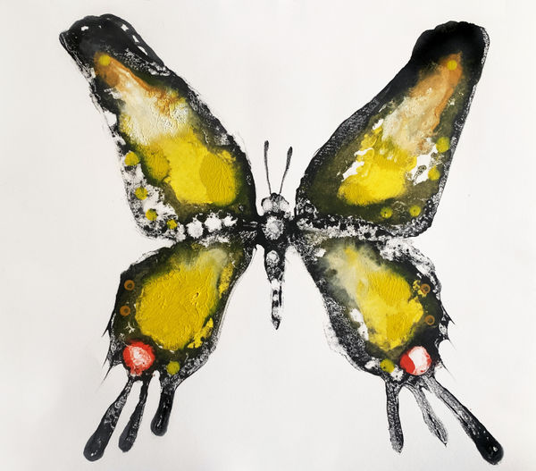 Species Morphology: Swallowtail Hybrid 4