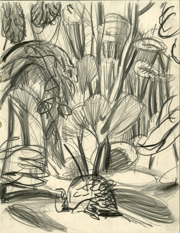 William Gillies RSA Plant Stems 2 - Sketch, c.1931-40 Pencil on paper 22.8 x 17.9 cm