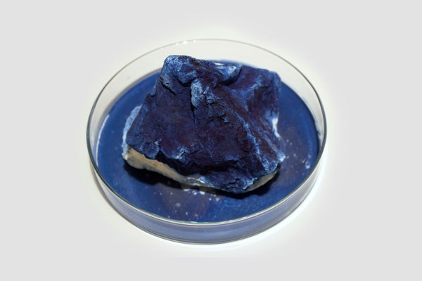 Anne Bevan RSA (Elect) + Mark Edmonds all manner of singular forms (Erratic 4), 2024 Cast plaster with ink and watercolour in glass dish Approx. 20 x 12 cm