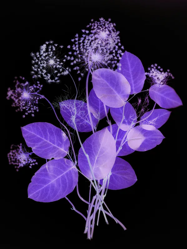 Wendy McMurdo RSA Ammi (I), 2023 Archival Inkjet Print on Hahnemuhle Photorag Image size: 54x 72 cm Paper size: 57 x 75 cm Edition of 40