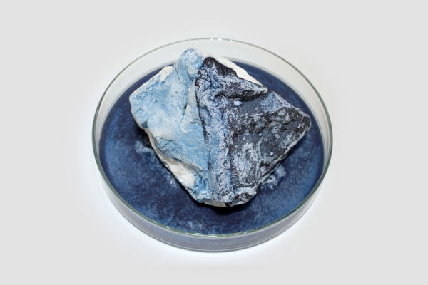 Anne Bevan RSA (Elect) + Mark Edmonds all manner of singular forms (Erratic 9), 2024 Cast plaster with ink and watercolour in glass dish Approx. 20 x 12 cm