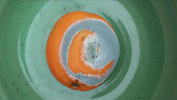 Nik Ramage Trick of the Light, 2024 Video 11:42 mins Edition of 6