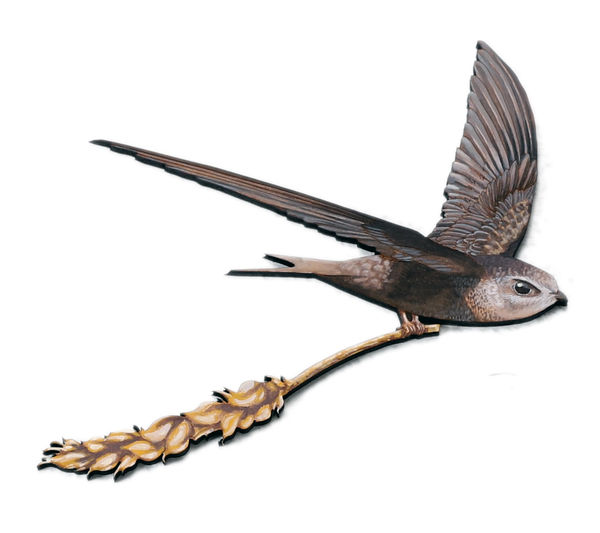 Fionnlagh Skinner, Swift (2), 2024