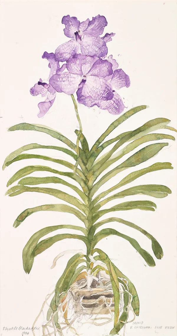 Elizabeth Blackadder RSA Orchid V. Chiengmai Blue Viboon, 1994 Watercolour on paper 63 x 35 cm
