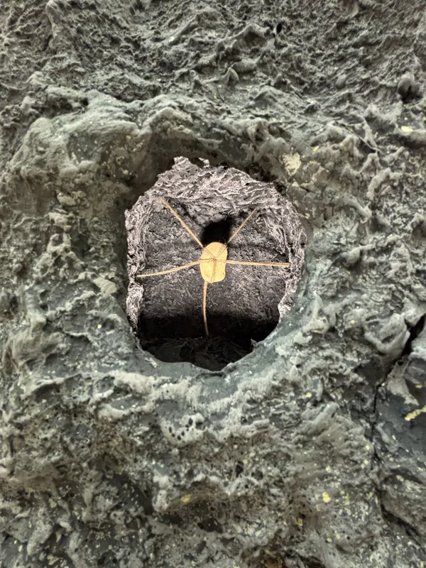 Oli Turner, Portal (1), 2025