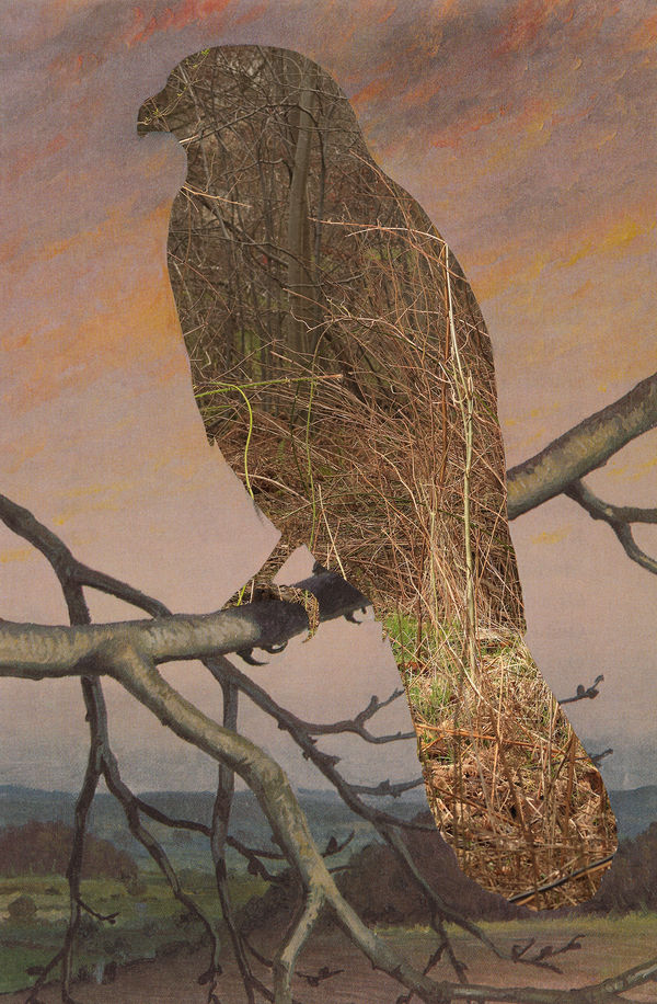 Wendy McMurdo RSA Lost Birds (iv) Archival giclée print on Hahnemühle bamboo paper Framed: 40 x 52 cm Unframed: 38 x 26 cm Edition of 40