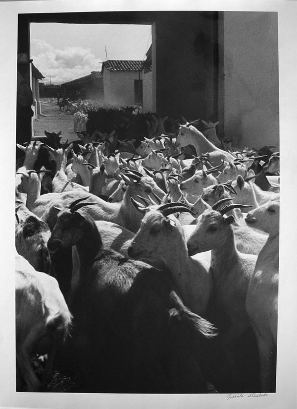 Graciela Iturbide Cabritas: La Mixteca, Oaxaca, 1992 Gelatin silver print 20 x 16" 50.8 x 40.6 cm