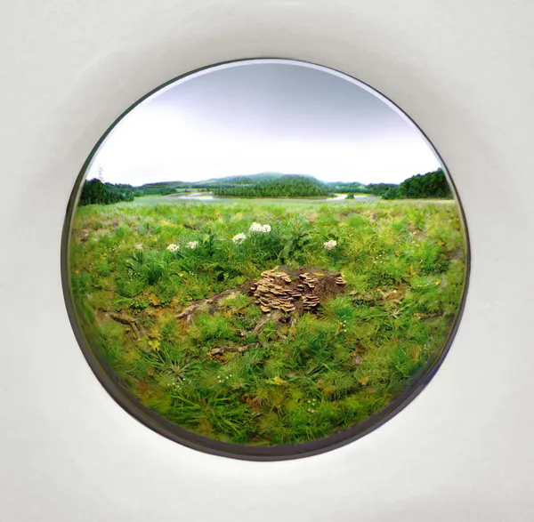 Patrick Jacobs, Oak stump with polypore