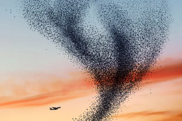 Alain Delorme, Murmuration #11, 2014
