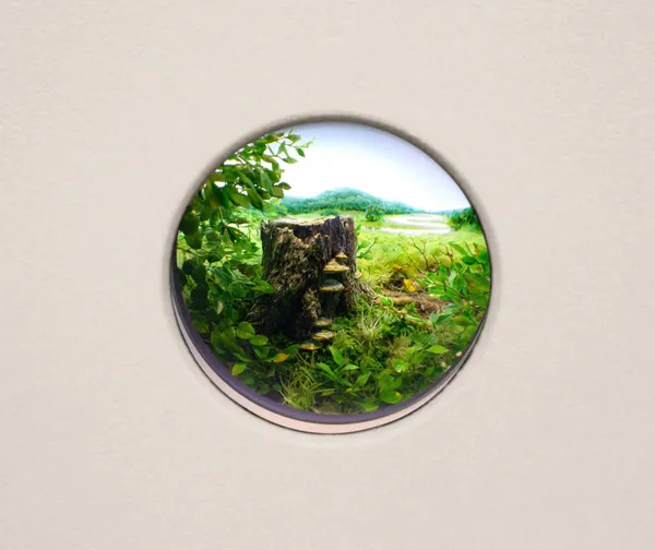 Patrick Jacobs, Oak stump with red banded bracket