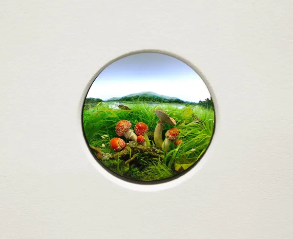 Patrick Jacobs, Fly agaric #5