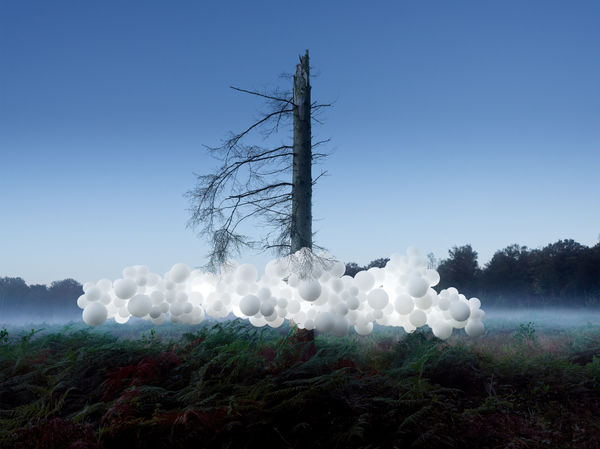 Charles Pétillon, Scolytes, 2024