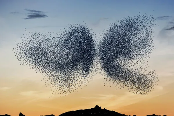 Alain Delorme, Murmuration #08, 2014