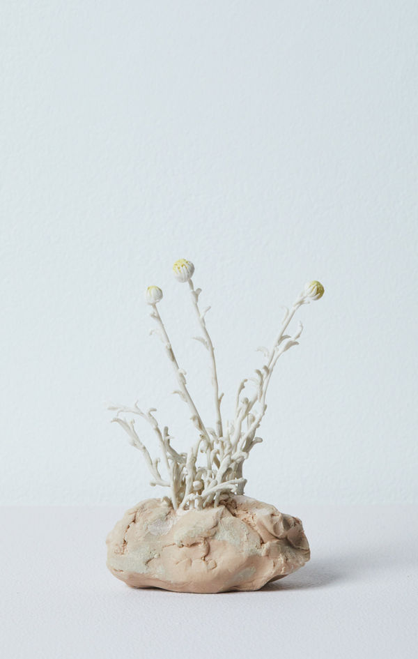 Katie Spragg, Menorcan camomile sketch, 2023