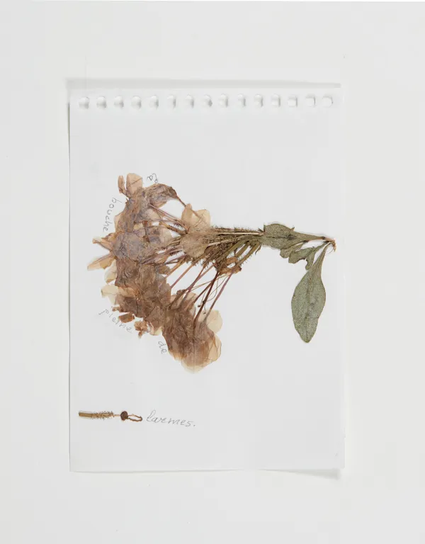 Sabine Monirys, La bouche pleine de larmes,