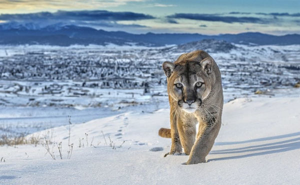 David Yarrow, Frontier Town (Colour)