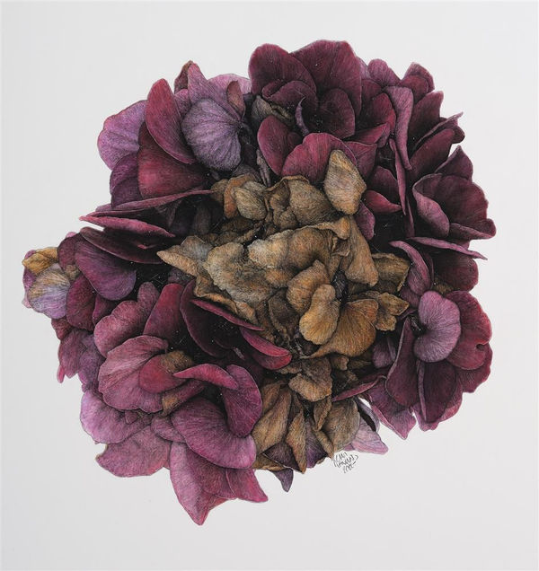 Liam Gerrard Wellington Botanic Gardens, 2022 charcoal and pastel on paper 865 x 815 mm