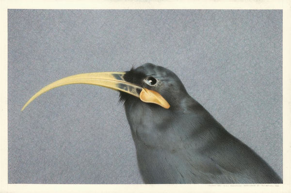 Paul Martinson Museum skin huia female, 2022 Watercolour and watercolour pencil on paper 675 x 925 mm