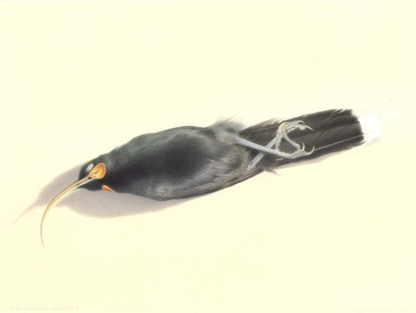 Paul Martinson Huia Museum Skin Study No. 1, 2021 Watercolour and watercolour pencil on paper 52.0 x 64.0 cm