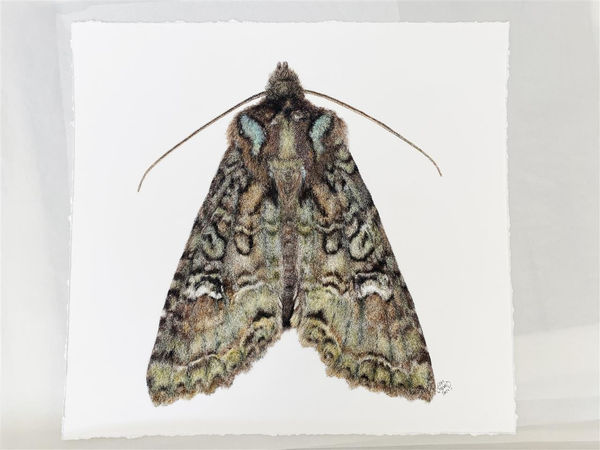 Liam Gerrard Meterana Praesignis, 2022 charcoal and pastel on paper 660 x 620 mm