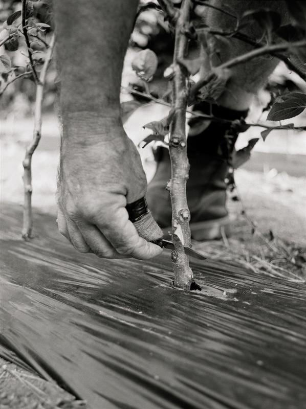 Kevin Capon Stem Graft, 2012 Pigment ink on Hahnemuhle paper (ed of 8) 114.3 x 76.2 cm