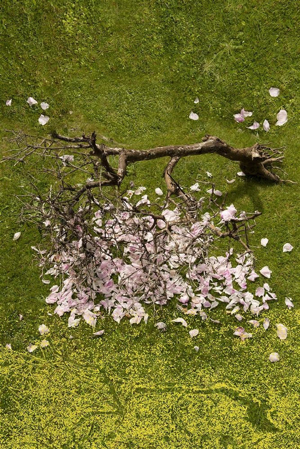 Johanna Mechen Lemon Rose, 2022 Archival Pigment Ink Print on Ilford Lustre Avon 48/16 black moulding, 5 + 1AP 62.0 x 42.0 cm