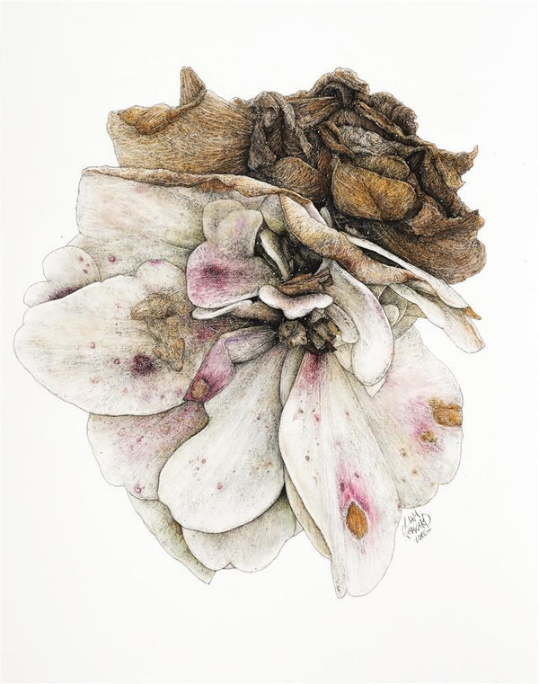 Liam Gerrard Orua Bay, Manukau Heads, 2022 charcoal and pastel on paper, framed 700 x 585 mm