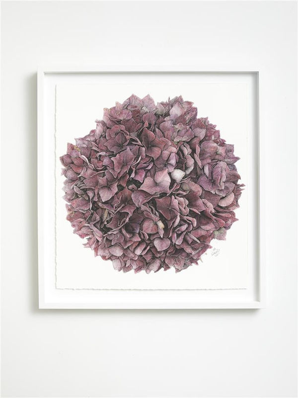 Liam Gerrard Untitled (red cobweb), 2020 charcoal and pan pastel on paper 700 x 700 mm