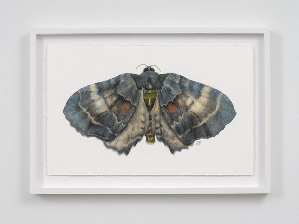 Liam Gerrard Elvia Glaucata, 2022 charcoal and pastel on paper 430 x 700 mm