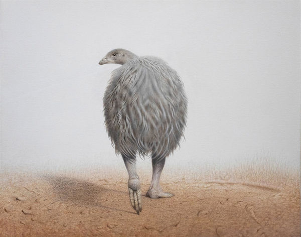 Paul Martinson Eastern moa (Emeus crassus), 2019 acrylic on stretched canvas 60.0 x 75.0 cm
