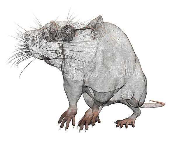 Brit Bunkley Shine, 2010 Archival inkjet print, edition of 3 plus 2 APs 42.0 x 54.5 cm