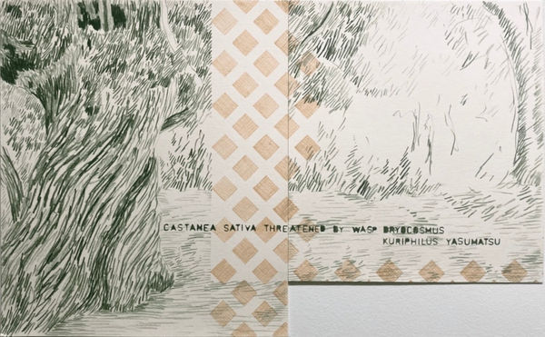 Gabriela Albergaria (Portugal/Belgium), Endangered (Castanea Sativa) #4, 2024