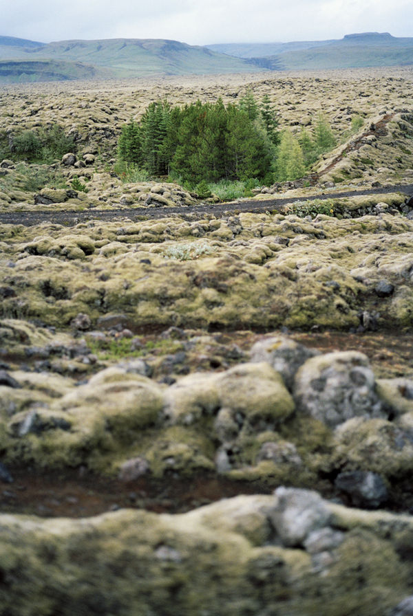 Sanja Pahoki, Forest in the Rocks (After Orozco), 2012