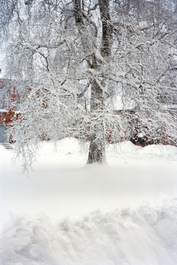Sanja Pahoki, Blurry Tree (Suomenlinna), 2012