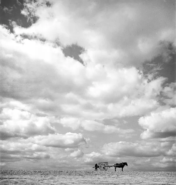 Travailleur aux champs, 1934 Tirage argentique sur papier baryté 40x50 cm Edition of 15 plus 5 AP