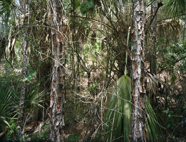 Thomas Struth, Paradise 36, New Smyrna Beach, Florida 2007