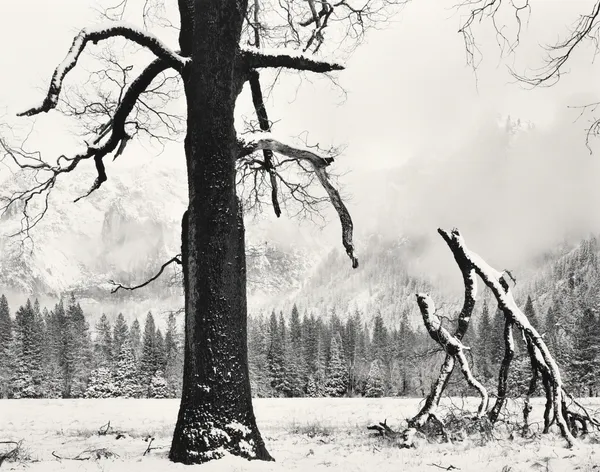 John Sexton, Black Oak, Fallen Branches, 1984