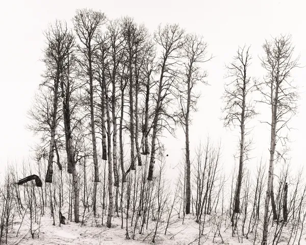 Robert K. Byers, Trees Near 395, East Side Sierras, Top of Conway Pass, 1978