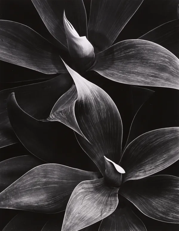 John Woods, Succulent, Santa Barbara, CA, 1978