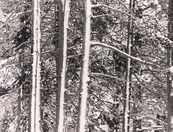 Robert K. Byers, Trees in Snow, Highway 50, Sierras, 1993