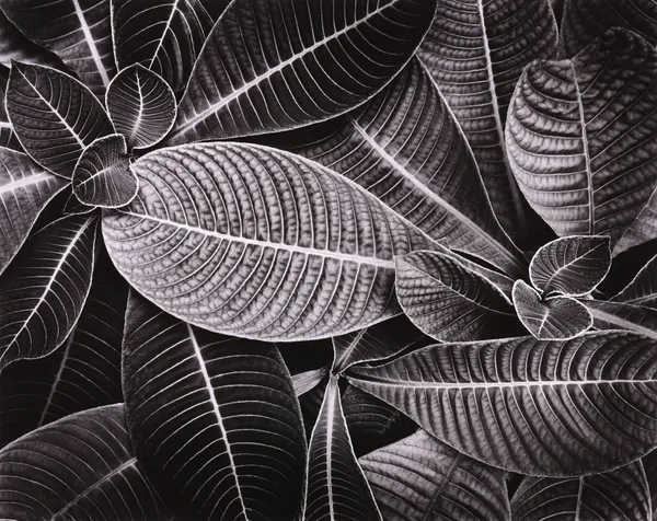 Don Worth, Hoffmania Refulgens, Florida, 1979