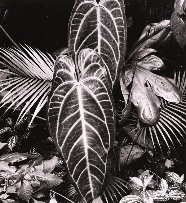Brett Weston, Leaf Cluster, Hawaii, 1979