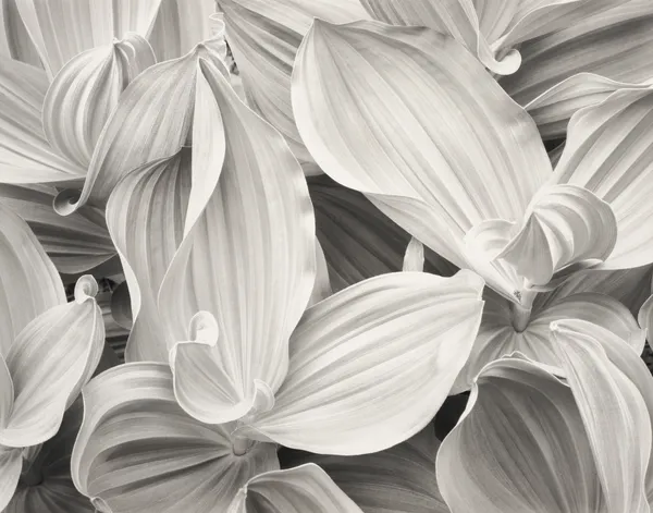 John Sexton, Corn Lilies, 1977