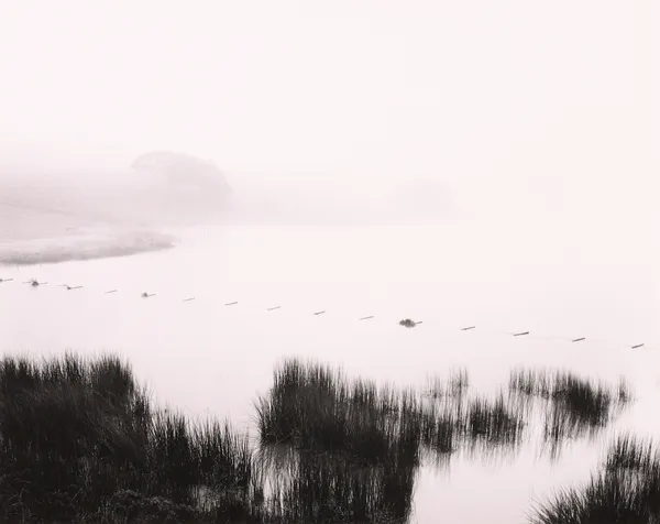 Jonathan Clark, Trees and Mist, CA, 1969